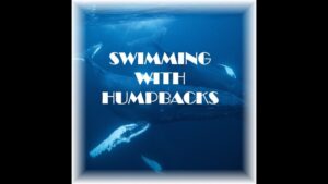 Swimming with Humpbacks